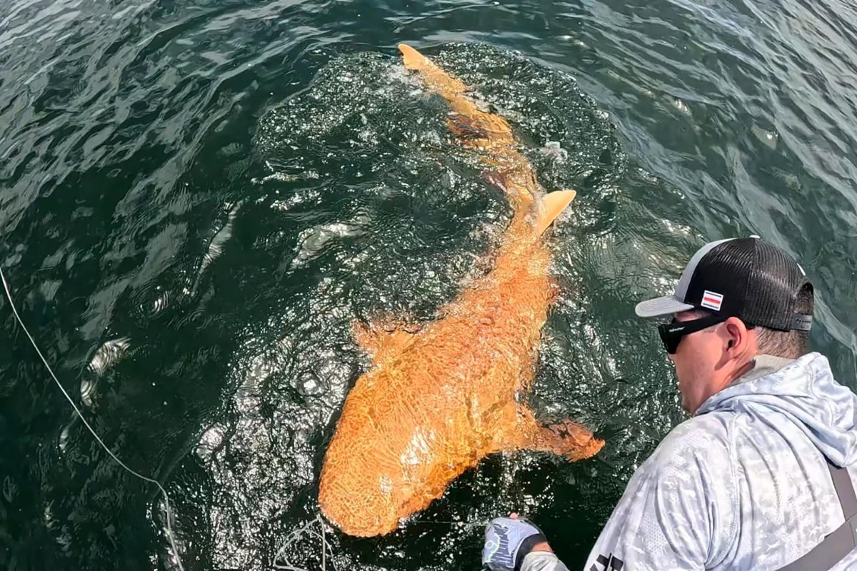 Nurse sharks are normally yellow to gray-brown, but this one was bright orange. (Image credit: Garvin Watson and Parismina Domus Dei. Parismina Limón Bar, Costa Rica.) Nurse sharks are normally yellow to gray-brown, but this one was bright orange. (Image credit: Garvin Watson and Parismina Domus Dei. Parismina Limón Bar, Costa Rica.)