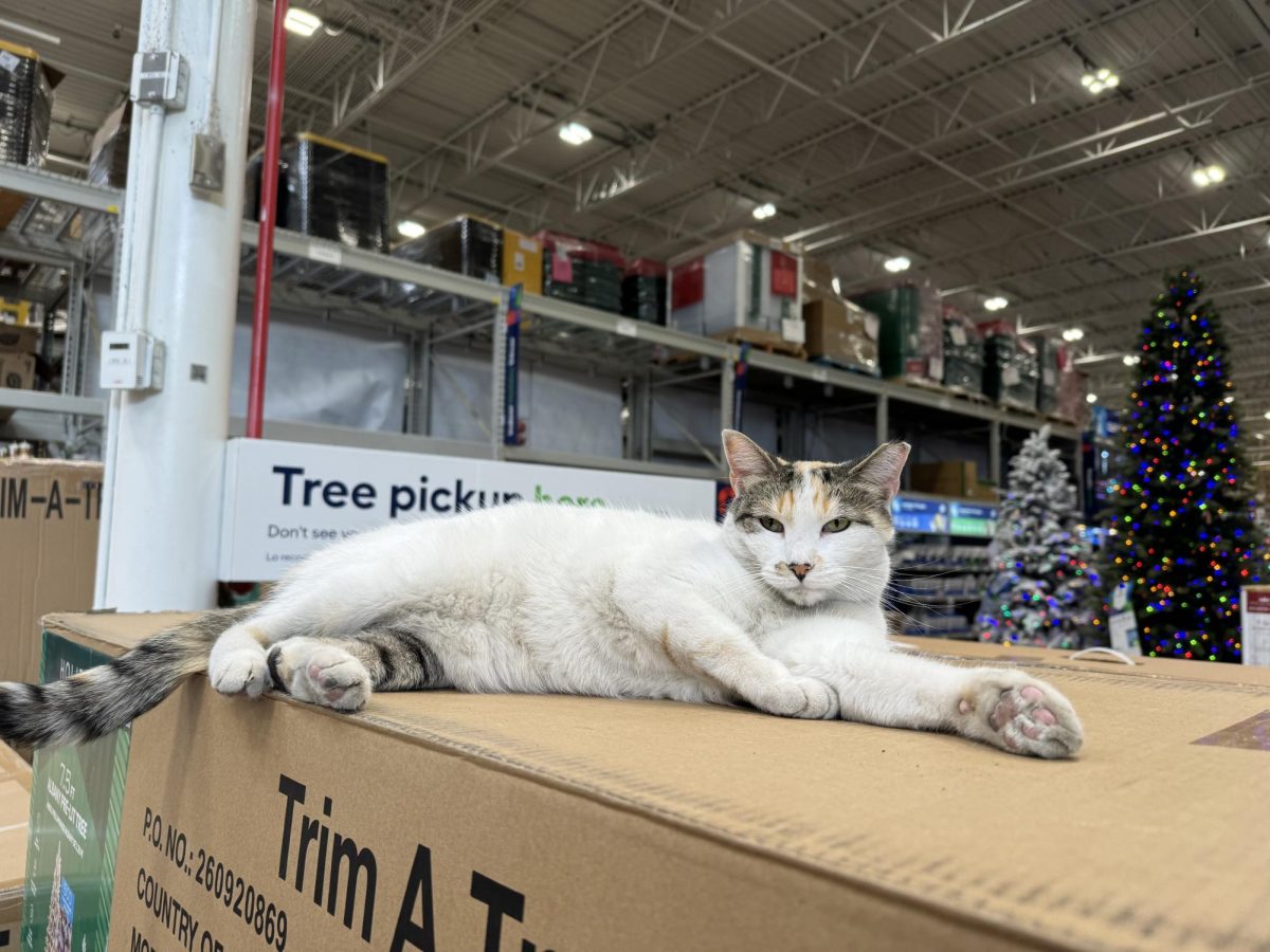 Francine lounging on her favorite boxes.