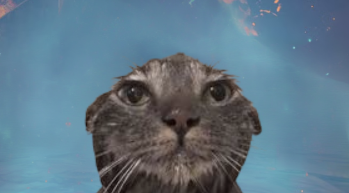 Why Cats are Great Pets