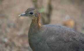 The nearly extinct bird