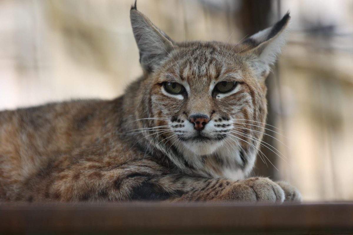 Bobcat!