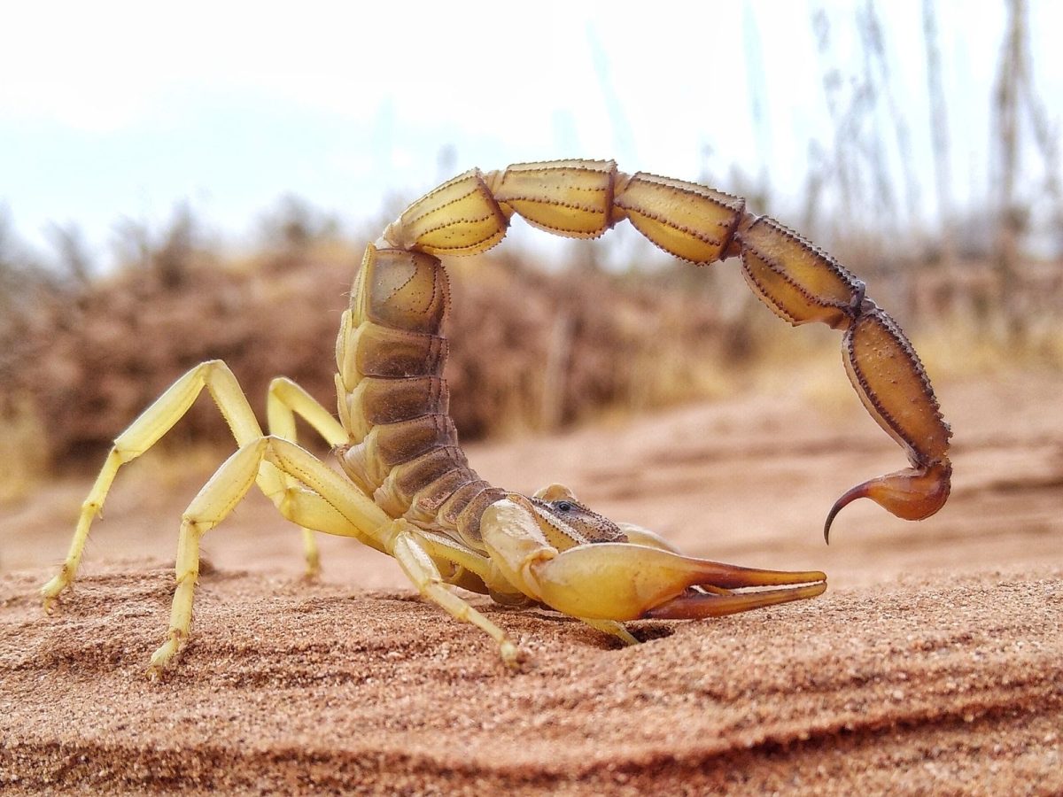 The African fat tail scorpion has some metal inside of their weapons.