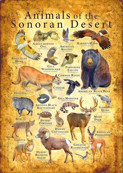 Sonoran Desert Animals